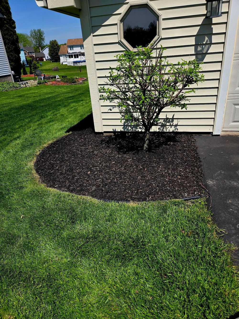 Clean mulch ring around a shrub with sharp lawn edge