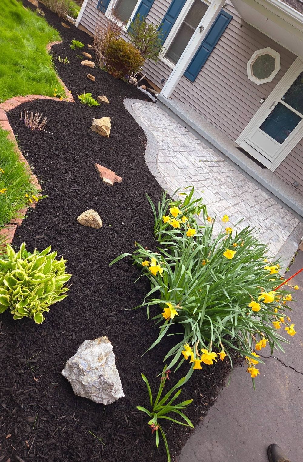 Mulched bed lining a stamped-concrete walkway with daffodils in bloom